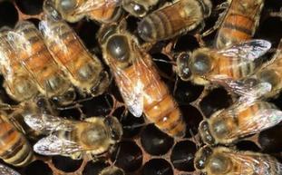 Italian Queen Bees: Quantities of 1-10