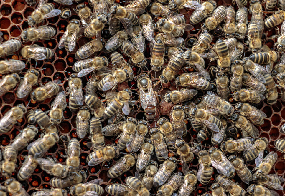 Carniolan Queen Bees: Quantities of 1-10